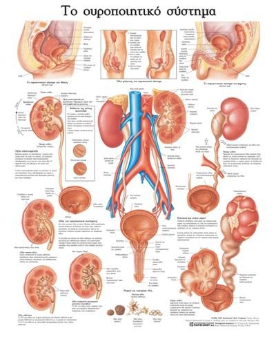 ΑΝΑΤΟΜΙΚΟΣ ΧΑΡΤΗΣ: ΤΟ ΟΥΡΟΠΟΙΗΤΙΚΟ ΣΥΣΤΗΜΑ