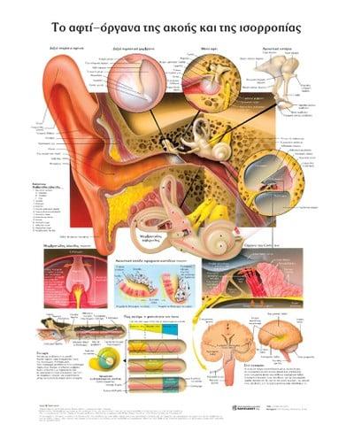 ΤΟ ΑΦΤΙ-ΟΡΓΑΝΑ ΤΗΣ ΑΚΟΗΣ ΚΑΙ ΤΗΣ ΙΣΟΡΡΟΠΙΑΣ: ΑΝΑΤΟΜΙΚΟΣ ΧΑΡΤΗΣ