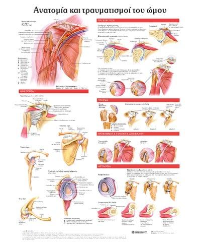 ΑΝΑΤΟΜΙΑ ΚΑΙ ΤΡΑΥΜΑΤΙΣΜΟΙ ΤΟΥ ΩΜΟΥ: ΑΝΑΤΟΜΙΚΟΣ ΧΑΡΤΗΣ