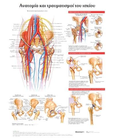 ΑΝΑΤΟΜΙΑ ΚΑΙ ΤΡΑΥΜΑΤΙΣΜΟΙ ΤΟΥ ΙΣΧΙΟΥ: ΑΝΑΤΟΜΙΚΟΣ ΧΑΡΤΗΣ