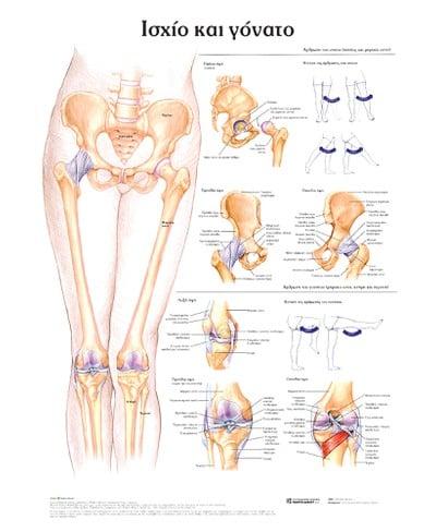 ΙΣΧΙΟ ΚΑΙ ΓΟΝΑΤΟ: ΑΝΑΤΟΜΙΚΟΣ ΧΑΡΤΗΣ