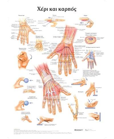 ΧΕΡΙ ΚΑΙ ΚΑΡΠΟΣ: ΑΝΑΤΟΜΙΚΟΣ ΧΑΡΤΗΣ
