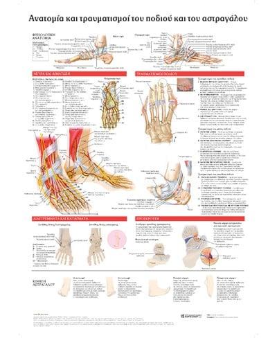 ΑΝΑΤΟΜΙΑ ΚΑΙ ΤΡΑΥΜΑΤΙΣΜΟΙ ΤΟΥ ΠΟΔΙΟΥ ΚΑΙ ΤΟΥ ΑΣΤΡΑΓΑΛΟΥ: ΑΝΑΤΟΜΙΚΟΣ ΧΑΡΤΗΣ