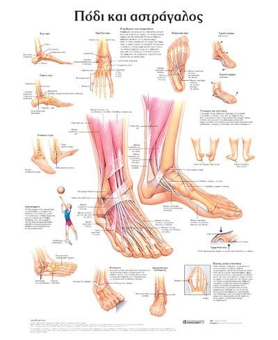 ΠΟΔΙ ΚΑΙ ΑΣΤΡΑΓΑΛΟΣ: ΑΝΑΤΟΜΙΚΟΣ ΧΑΡΤΗΣ