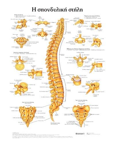 Η ΣΠΟΝΔΥΛΙΚΗ ΣΤΗΛΗ: ΑΝΑΤΟΜΙΚΟΣ ΧΑΡΤΗΣ
